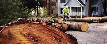 Best Tree Fertilization Services  in USA