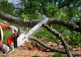 Best Tree Preservation Services  in USA