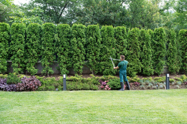 Best Tree Mulching Services  in USA