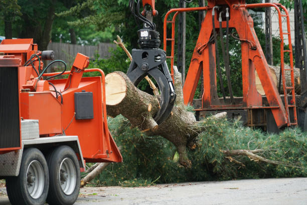 Best Tree Mulching Services  in USA